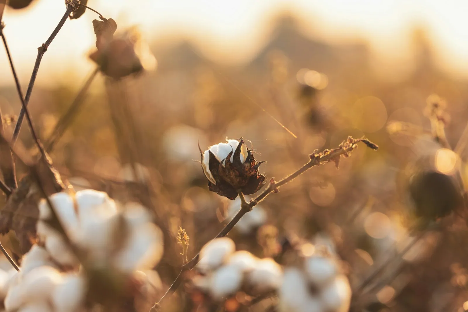 Importer des textiles en coton biologique GOTS depuis la Chine : méthode terrain